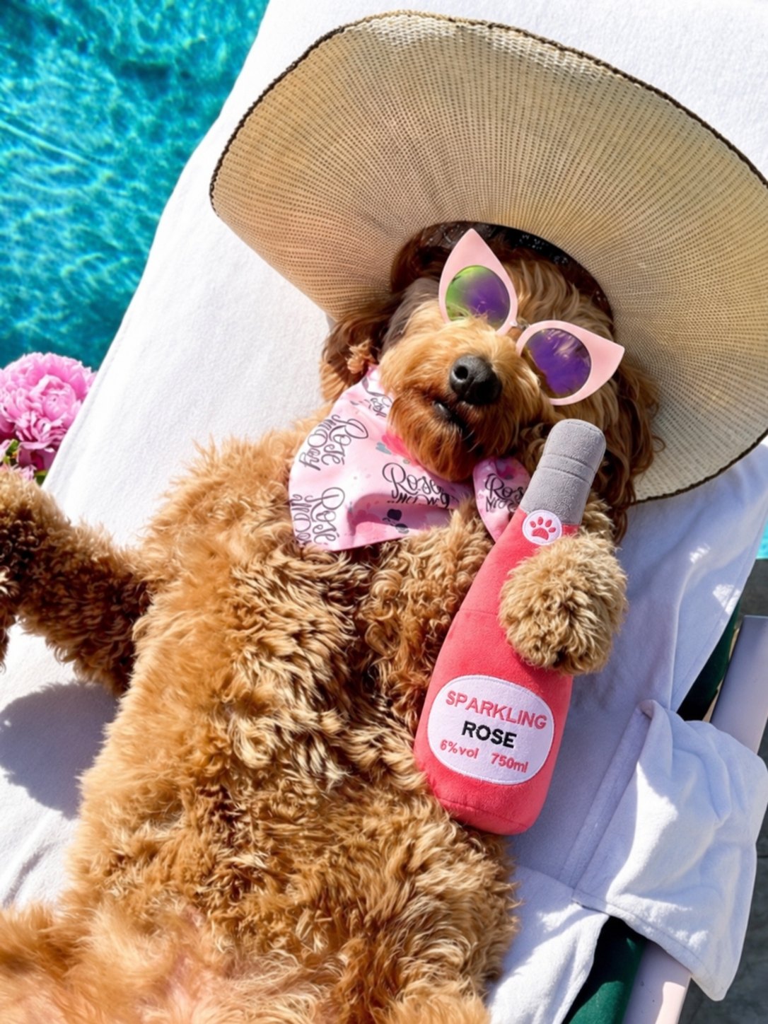 The Happy Hour Toy — perro con el juguete (Sparkling Rosé)