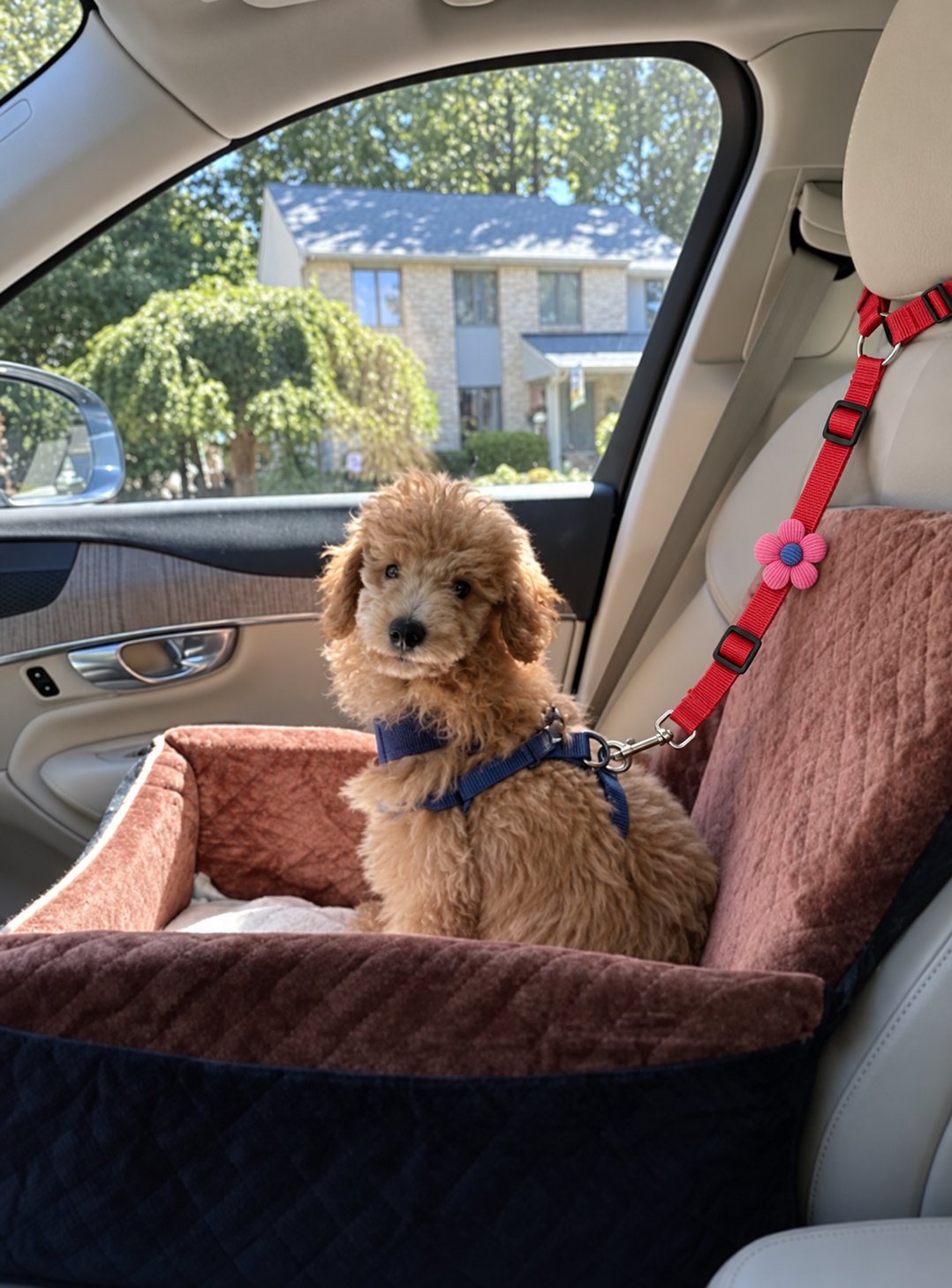 The Road Trip Belt — perro en el coche (Rojo)