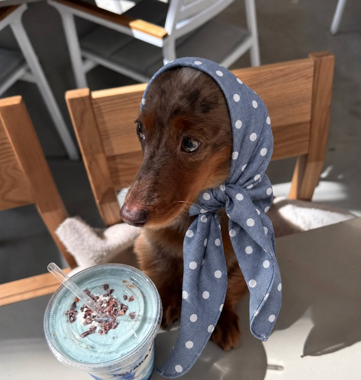 The Everyday Bandana — perro con el pañuelo (Lunares azul)