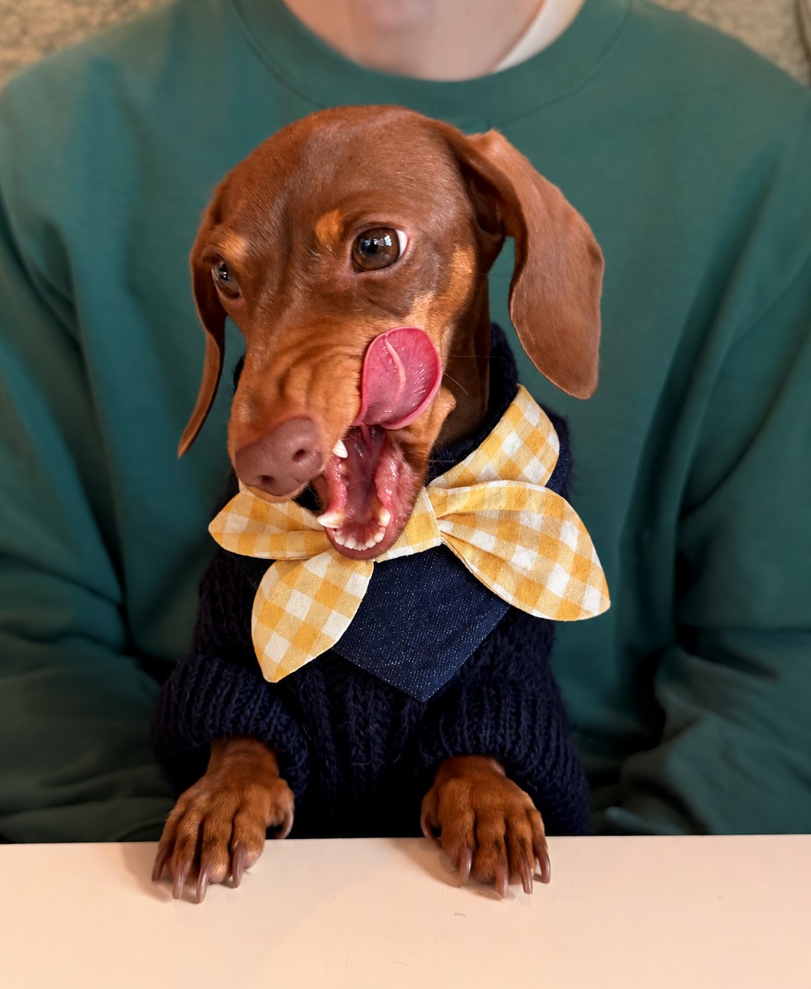 The Picnic Bandana — perro con la bandana (Amarillo)