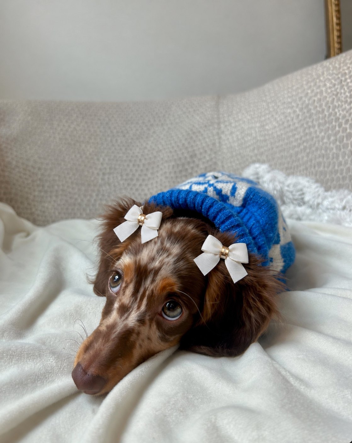 The Coquette Bows — perro con los lacitos (Blanco)