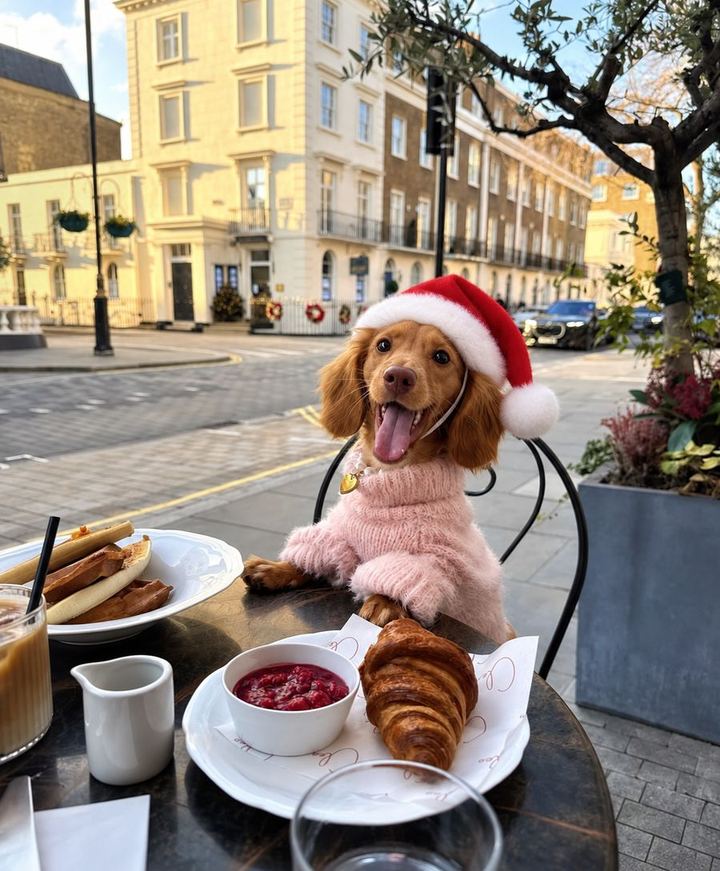Perros con looks de la colección de Navidad de HOT DOGUE STUDIO