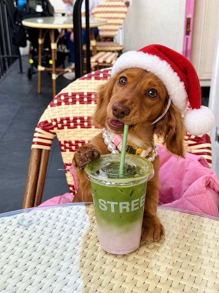 Perros con looks de la colección de Navidad de HOT DOGUE STUDIO