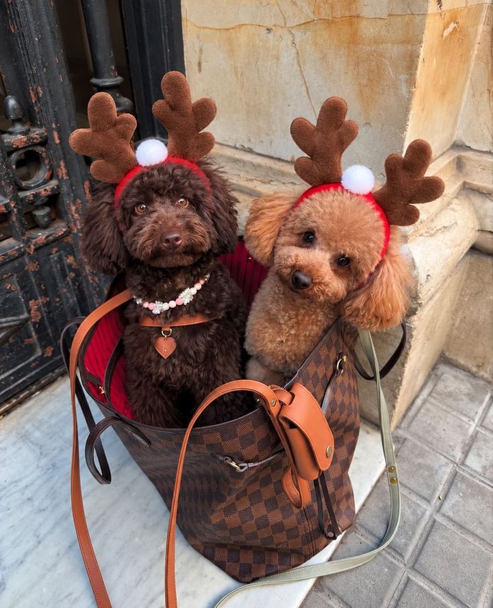 Perros con looks de la colección de Navidad de HOT DOGUE STUDIO