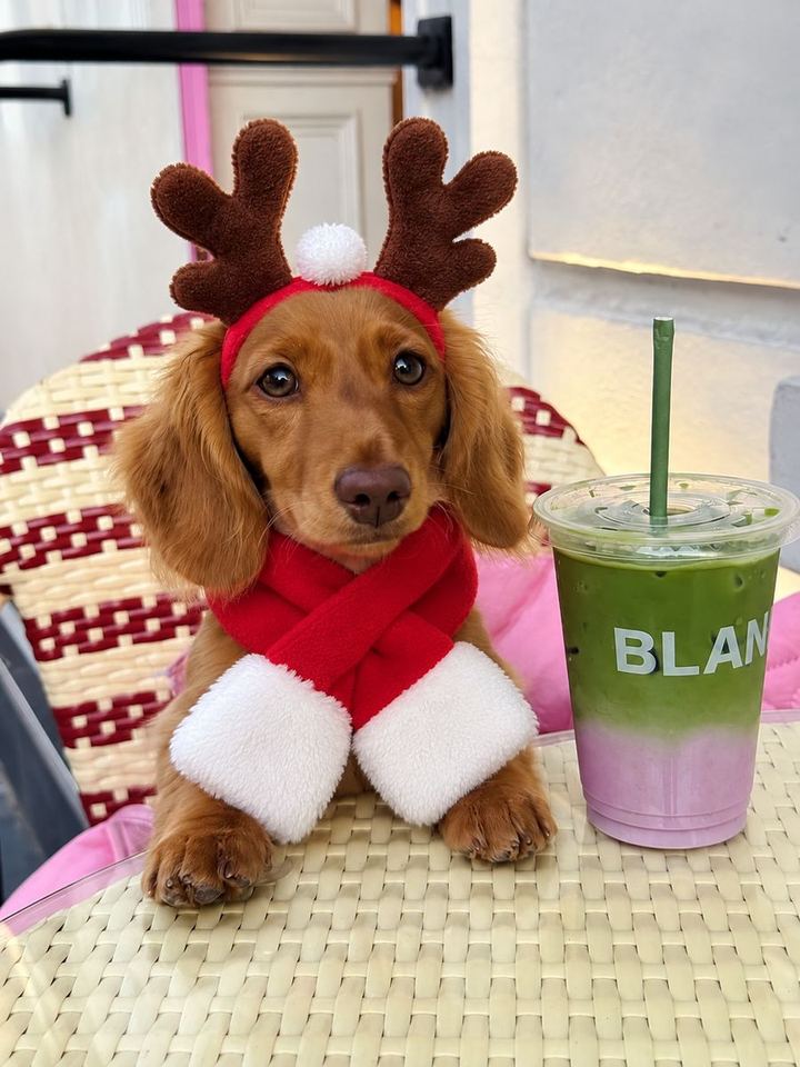 Perros con looks de la colección de Navidad de HOT DOGUE STUDIO