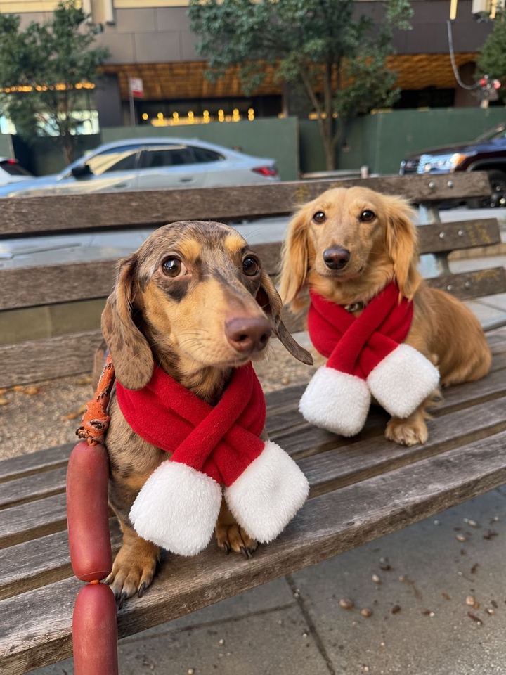Perros con looks de la colección de Navidad de HOT DOGUE STUDIO